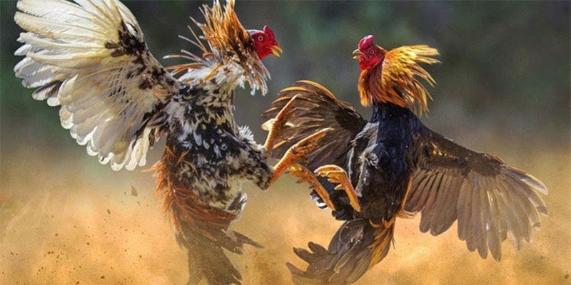 Khám Phá Chi Tiết Các Thể Loại Đá Gà Hot Nhất Hiện Nay Tại Fabet