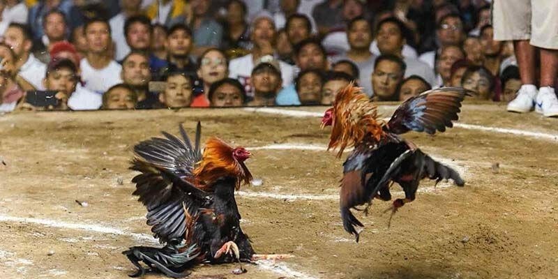 Giới Thiệu Tổng Quan Về Đá Gà Trực Tuyến và Thương Hiệu Fabet